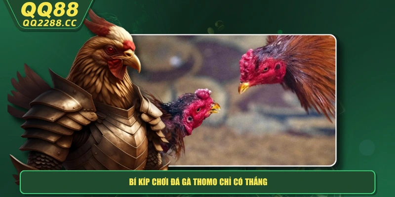 Bí kíp chơi đá gà Thomo chỉ có thắng