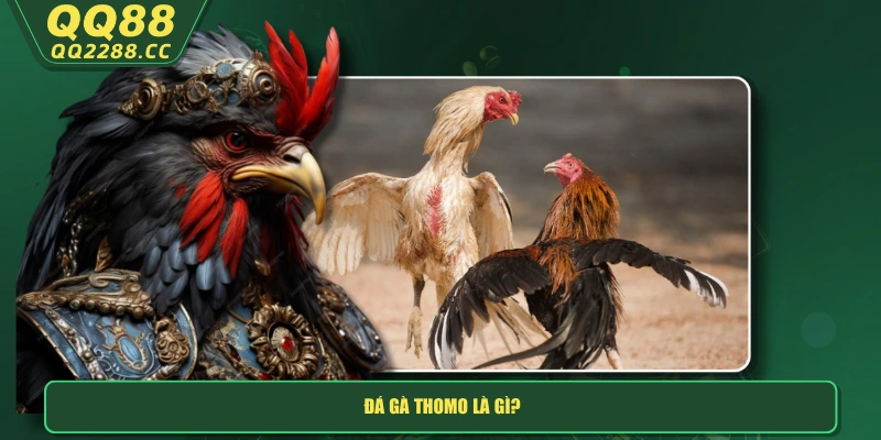 Đá Gà Thomo - Sân Chơi Của Những Chiến Kê Chuyên Nghiệp Đá gà Thomo là gì?