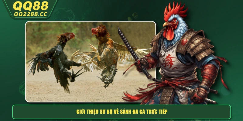 Đá Gà Trực Tiếp - Xem Hay, Cược Ngay Thắng Lớn Tại Nhà! Giới thiệu sơ bộ về sảnh đá gà trực tiếp