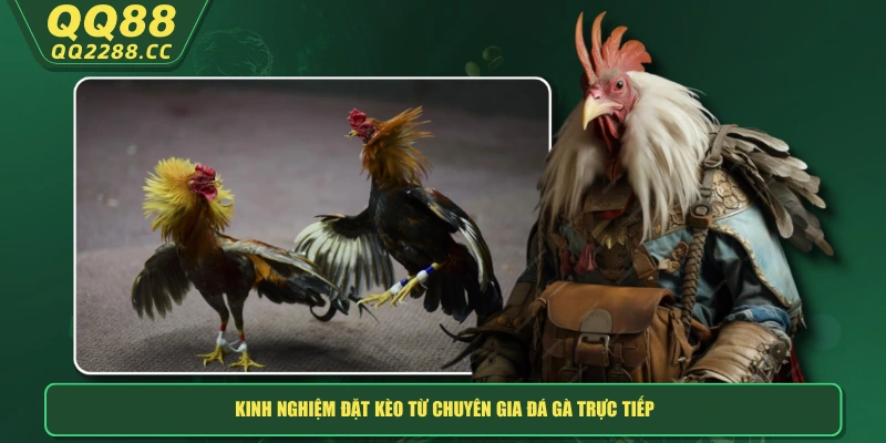 Đá Gà Trực Tiếp - Xem Hay, Cược Ngay Thắng Lớn Tại Nhà! Kinh nghiệm đặt kèo từ chuyên gia đá gà trực tiếp