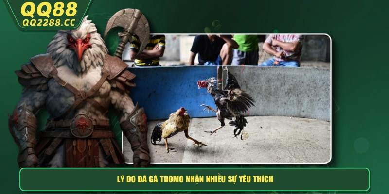 Đá Gà Thomo - Sân Chơi Của Những Chiến Kê Chuyên Nghiệp Lý do đá gà Thomo nhận nhiều sự yêu thích