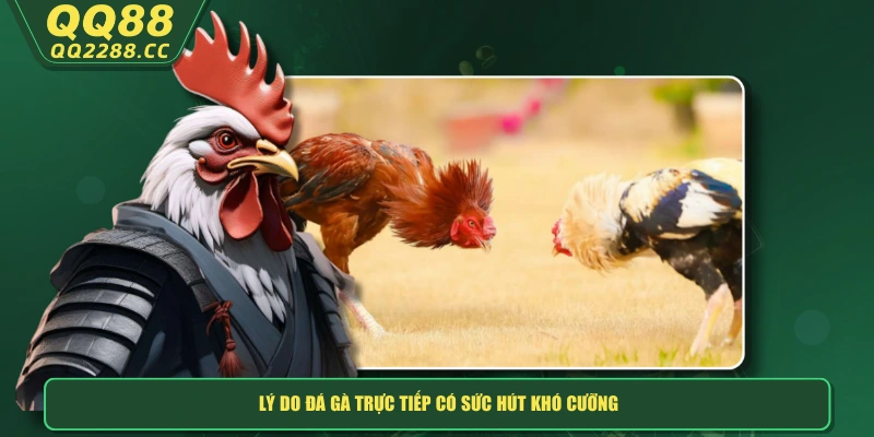 Đá Gà Trực Tiếp - Xem Hay, Cược Ngay Thắng Lớn Tại Nhà! Lý do đá gà trực tiếp có sức hút khó cưỡng
